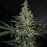 Семена марихуаны  Talas feminised Bang Seeds