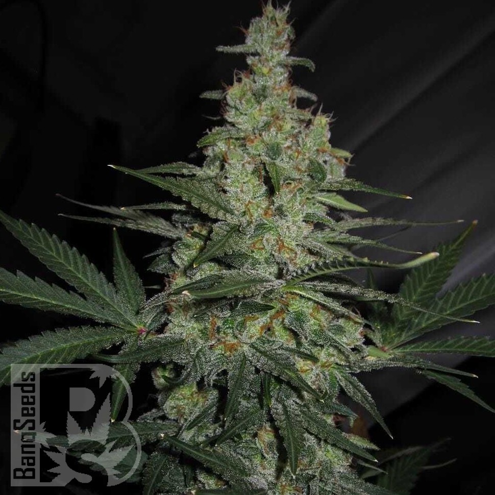 Семена марихуаны  Talas feminised Bang Seeds