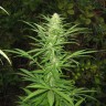 Auto Maria feminised Ganja Seeds заказать Auto Maria feminised Ganja Seeds заказать
