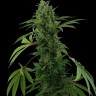 Семена марихуаны Auto Maria feminised Ganja Seeds Семена марихуаны Auto Maria feminised Ganja Seeds