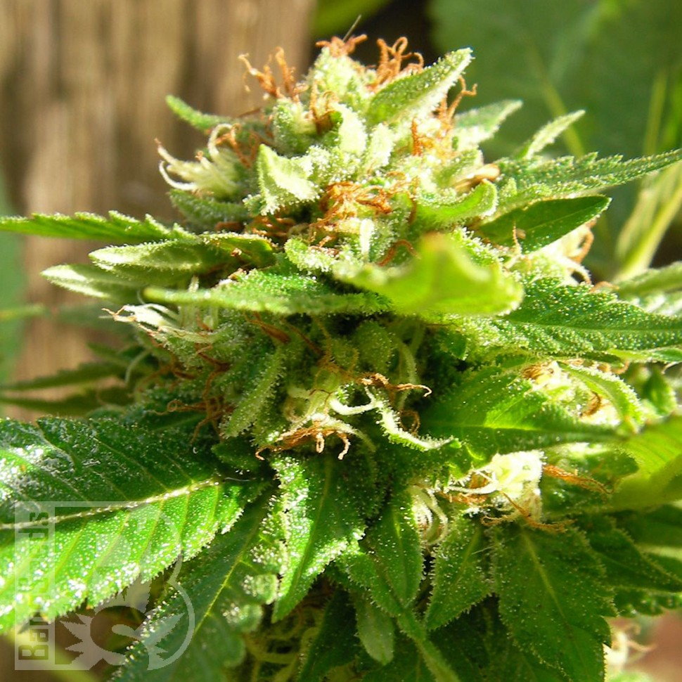 Grapefruit Diesel feminised Ganja Seeds