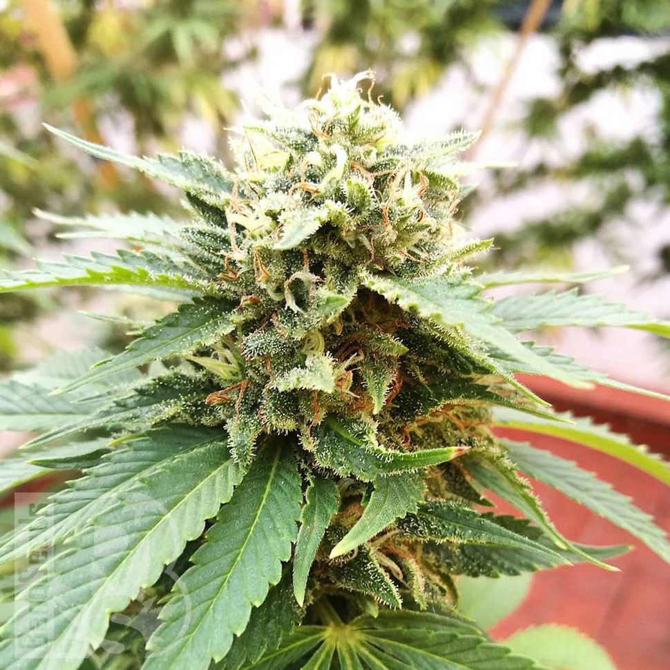 Grapefruit Diesel feminised Ganja Seeds