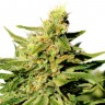 Grapefruit Diesel feminised Ganja Seeds