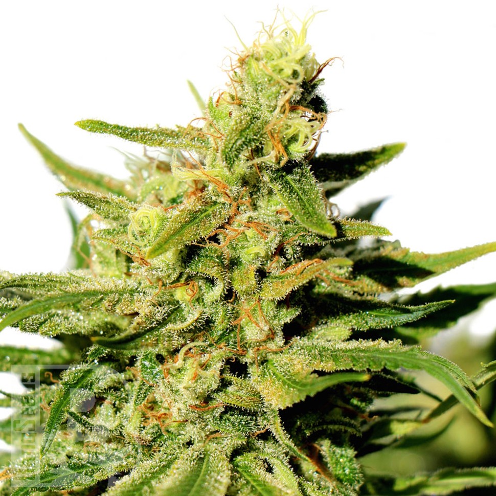 Grapefruit Diesel feminised Ganja Seeds