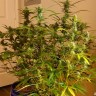 Grapefruit Diesel feminised Ganja Seeds