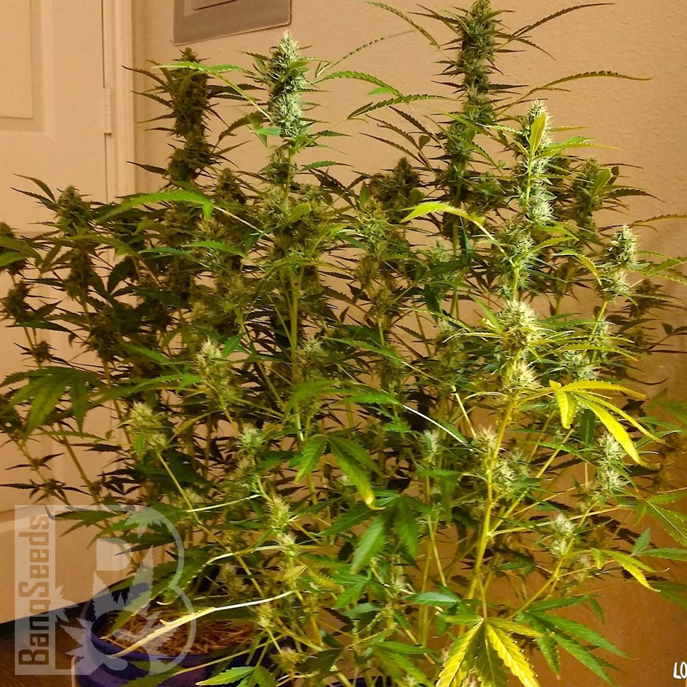 Grapefruit Diesel feminised Ganja Seeds