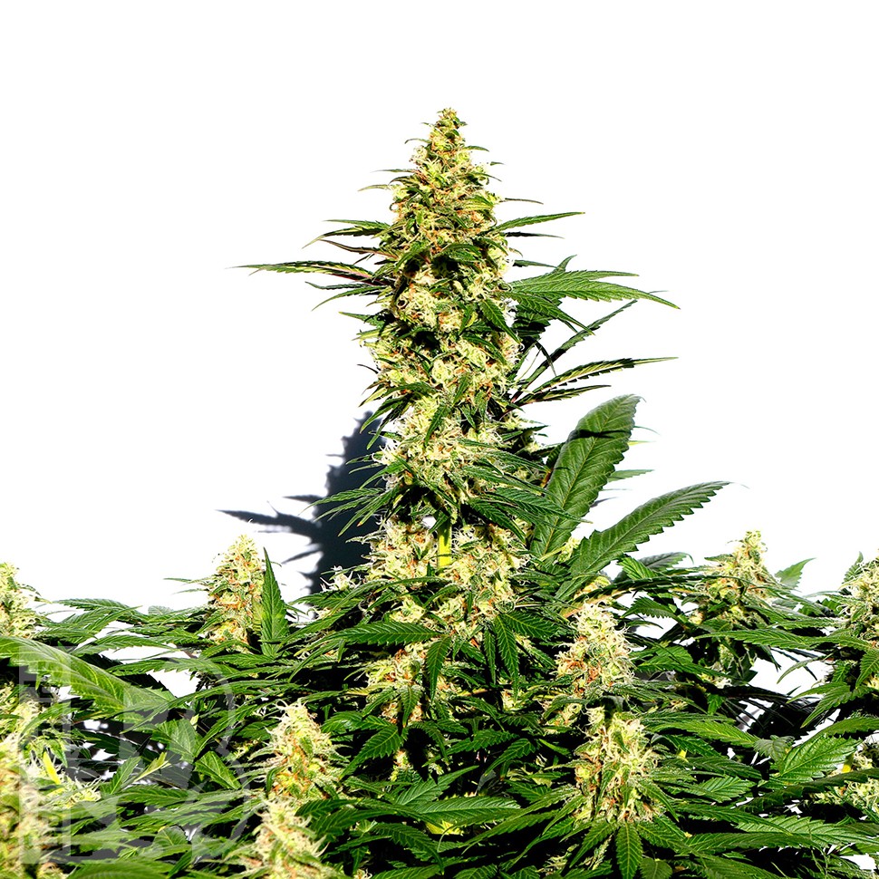 Grapefruit Diesel feminised Ganja Seeds