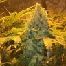 Grapefruit Diesel feminised Ganja Seeds