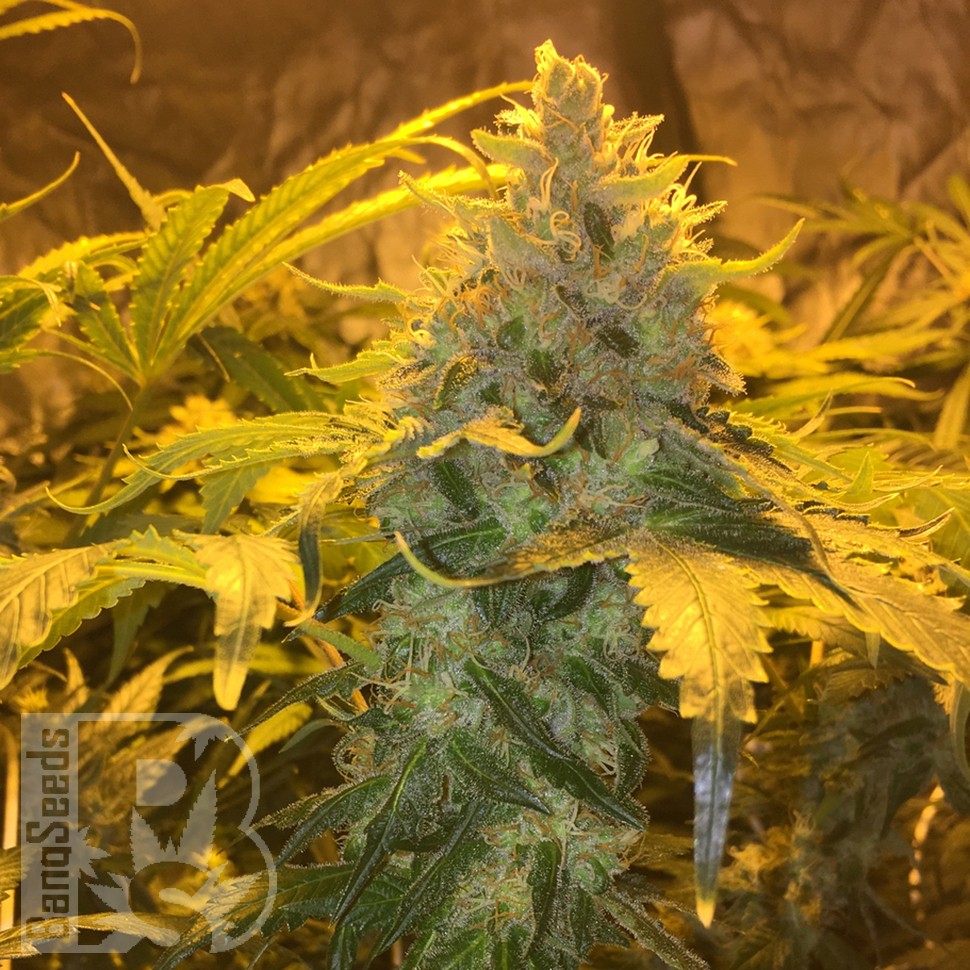 Grapefruit Diesel feminised Ganja Seeds