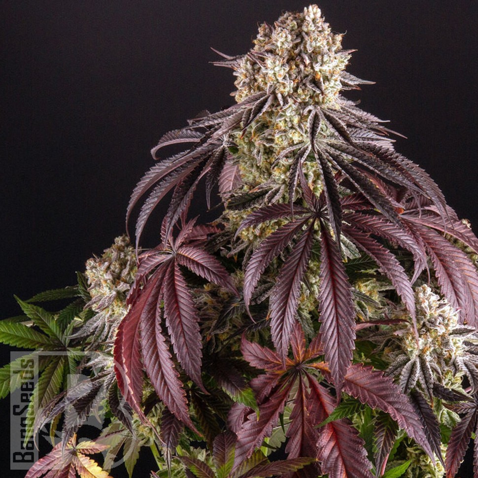 Семена ганжа  Auto Purple Punch OG XL feminised Ganja Seeds