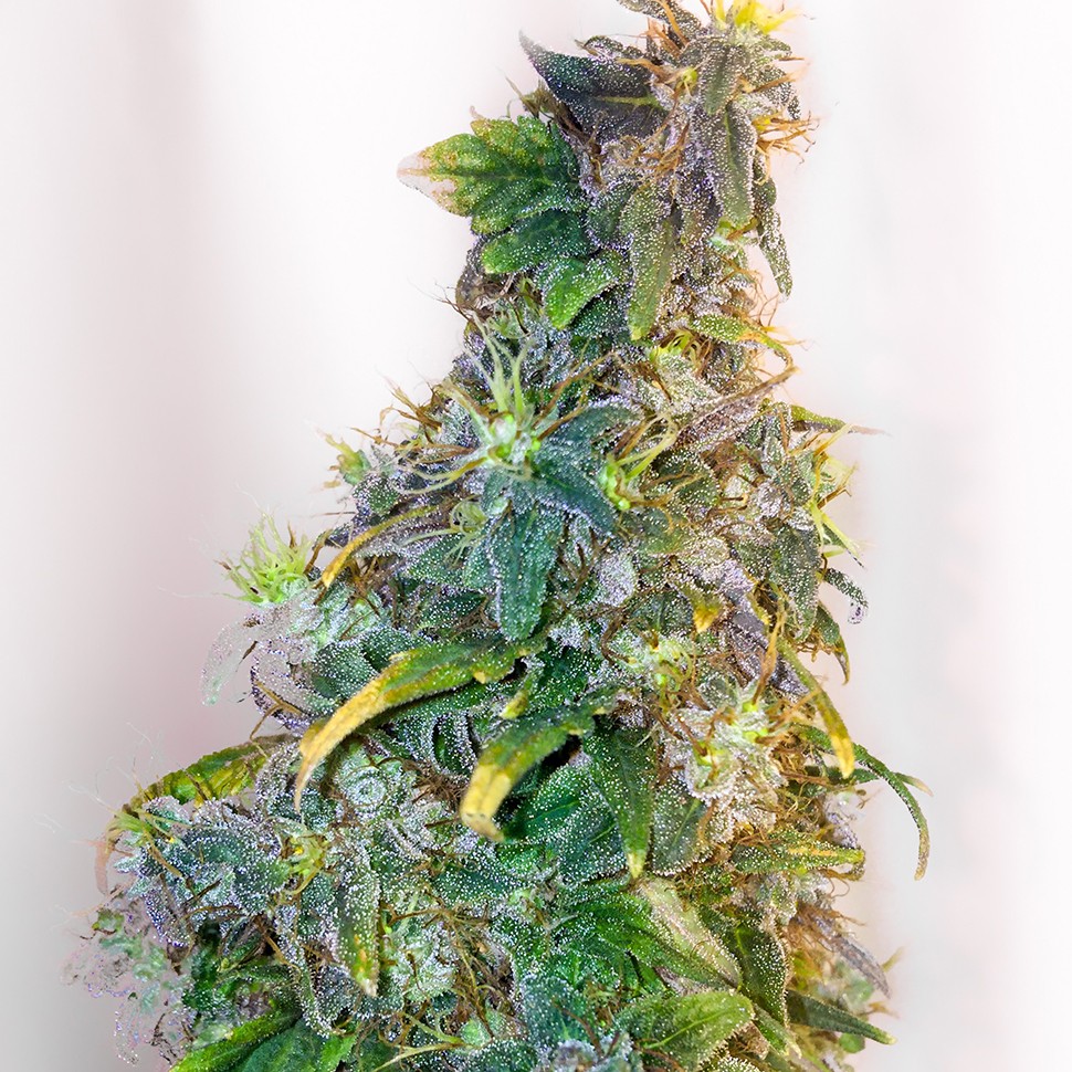 Семена ганжа  Mazar feminised Ganja Seeds