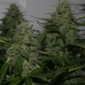 Семена конопли  Auto Irgiz feminised Bang Seeds