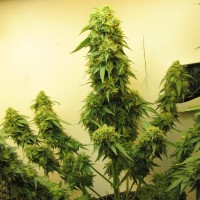 Talgar feminised Bang Seeds