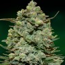 Семена  Auto Fast Bud #2 feminised Ganja Seeds