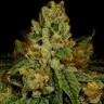 Семена  Auto Fast Bud #2 feminised Ganja Seeds