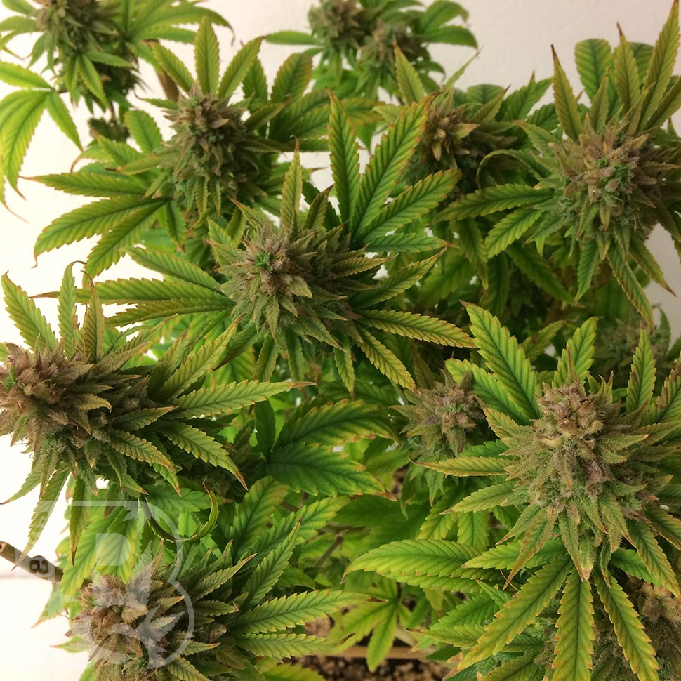 мощные семена конопли Auto Mass feminised