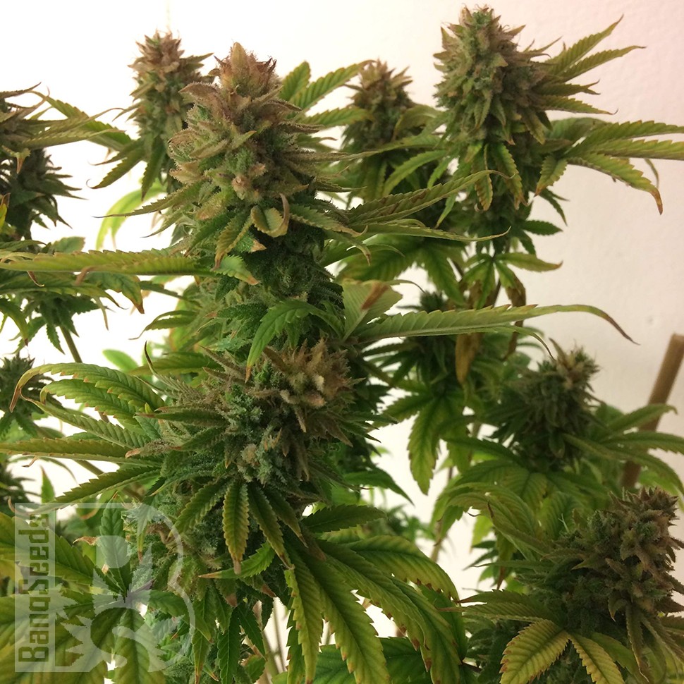 Семена ганжа  Auto Mass feminised Ganja Seeds