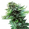 купить семена конопли в Украине Northern Lights feminised