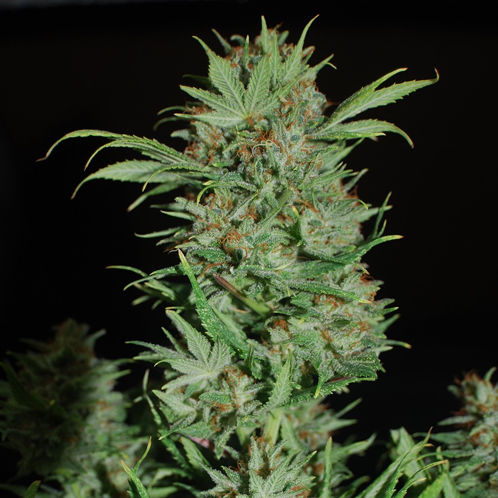 Семена каннабиса  Auto Wembley feminised Ganja Seeds