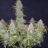 Семена каннабиса  Auto Wembley feminised Ganja Seeds