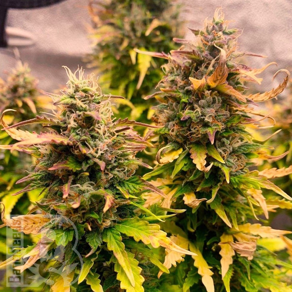 Семена каннабиса  Auto Wembley feminised Ganja Seeds