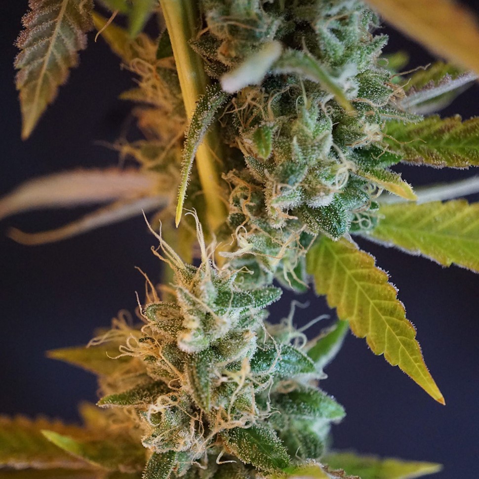Семена ганжа  Shiva Skunk feminised Ganja Seeds