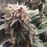 Семена ганжа  Shiva Skunk feminised Ganja Seeds