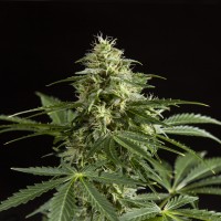 Auto Irimshik feminised Bang Seeds