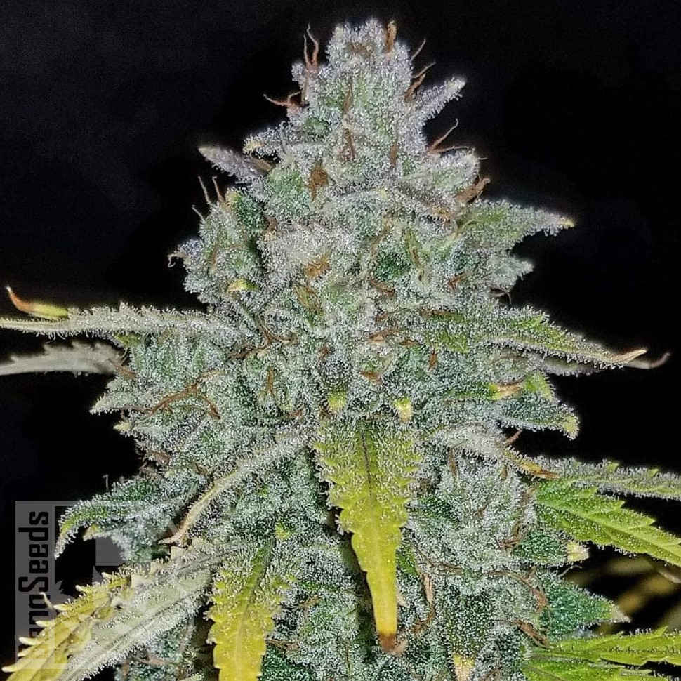 Семена марихуаны  Auto Irimshik feminised Bang Seeds