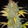 Семена марихуаны  Auto Irimshik feminised Bang Seeds