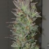 Семена марихуаны  Auto Irimshik feminised Bang Seeds