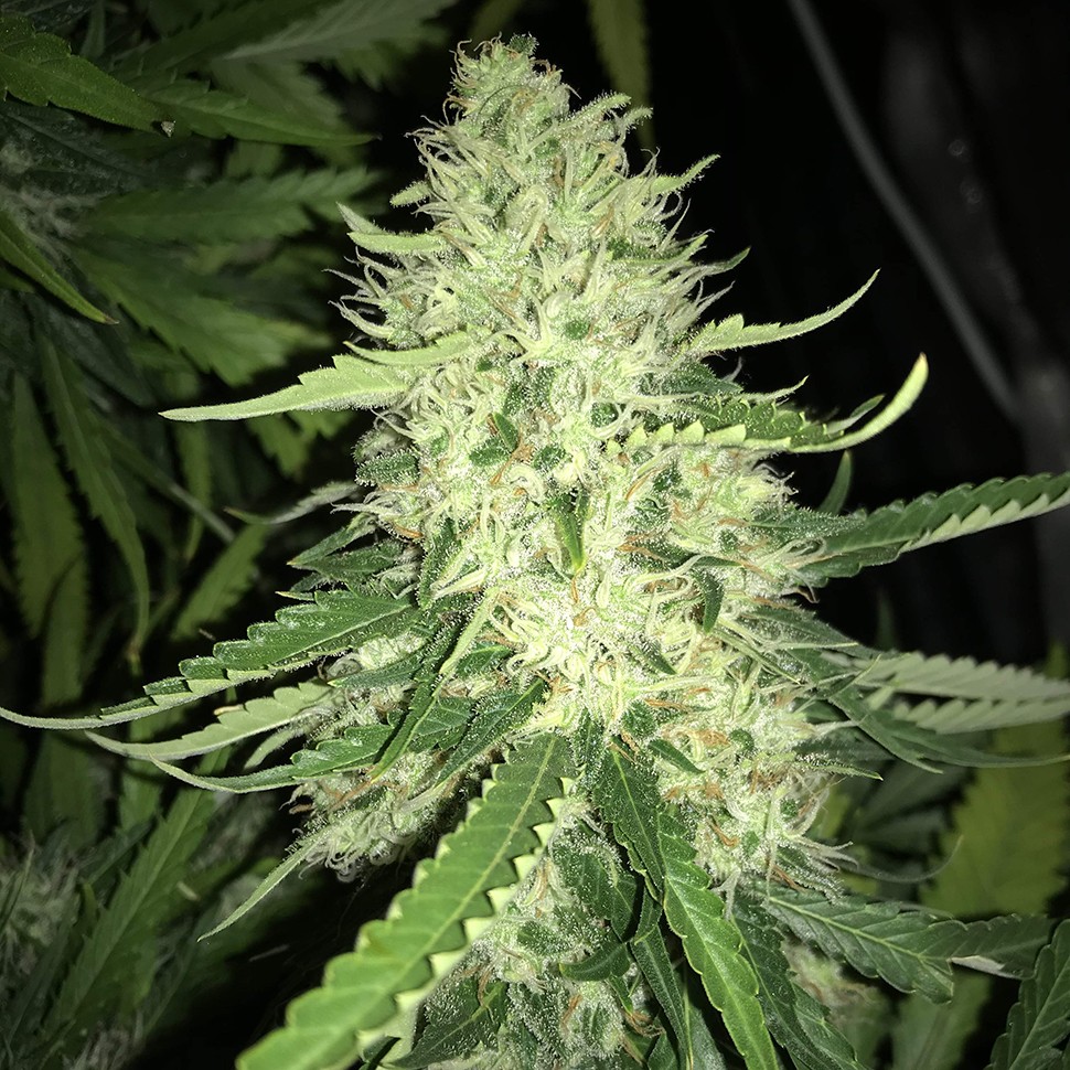 Семена  Turpan feminised Bang Seeds