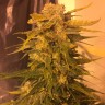 Cream Mandarine feminised Fast Version Ganja Seeds 