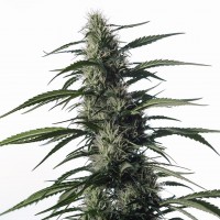 Auto Medical CBD feminised Ganja Seeds