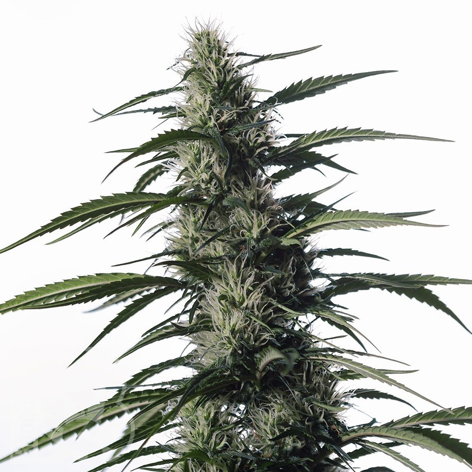 Семена конопли  Auto Medical CBD feminised Ganja Seeds