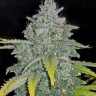 Jamaican Orange Skunk feminised Ganja Seeds