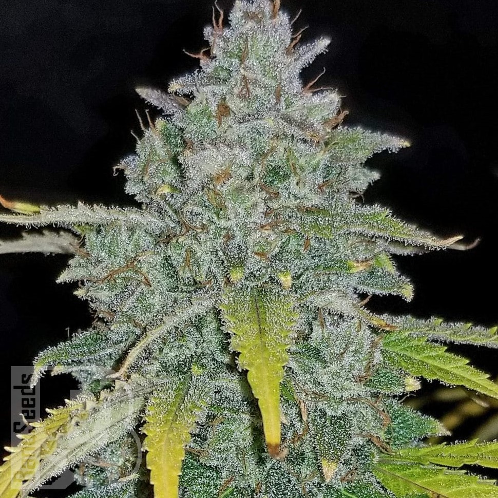 Jamaican Orange Skunk feminised Ganja Seeds