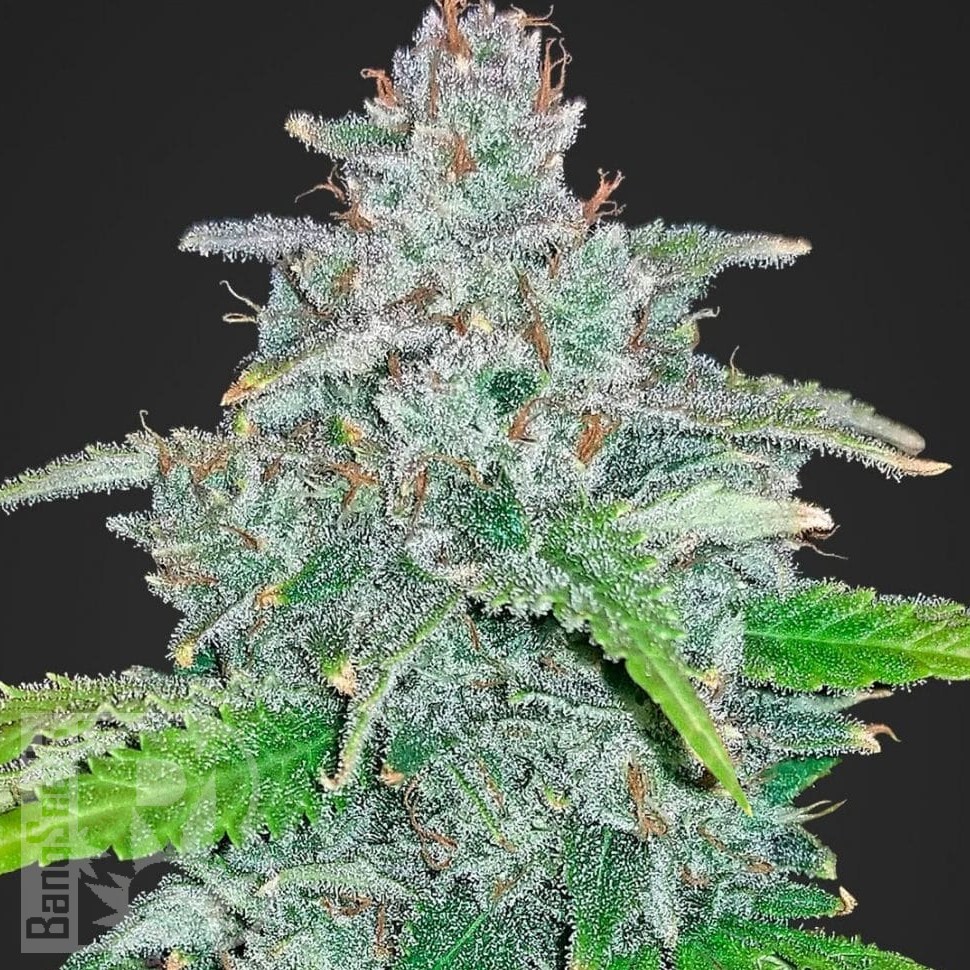 Jamaican Orange Skunk feminised Ganja Seeds