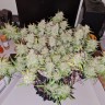 семена конопли сорта Auto Lemon Kix feminised Ganja Seeds