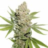 купить семена конопли почтой Auto Lemon Kix feminised Ganja Seeds