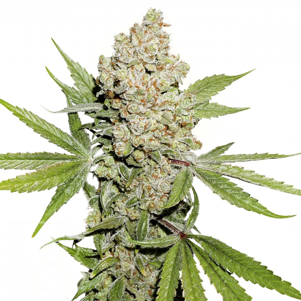 купить семена конопли почтой Auto Lemon Kix feminised Ganja Seeds