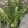 семена конопли купить интернет Auto Lemon Kix feminised Ganja Seeds