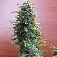 Top Skunk 44 regular Ganja Seeds