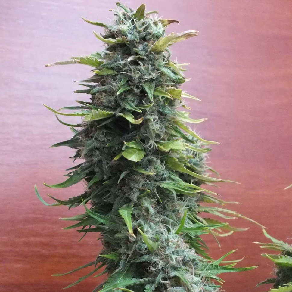 Семена ганжа  Top Skunk 44 regular Ganja Seeds