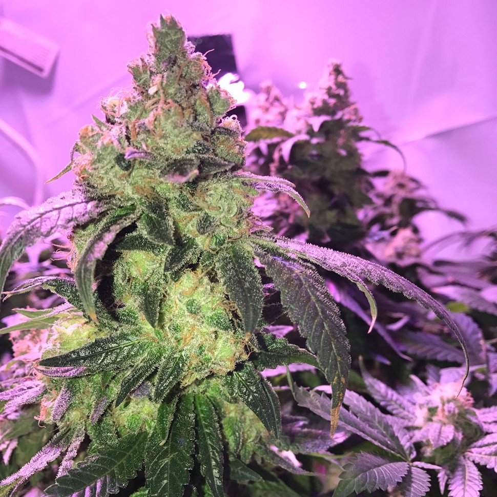 Семена конопли  Umai feminised Bang Seeds