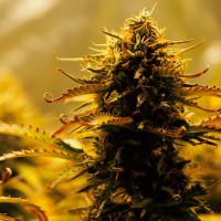 Jack 47 feminised Ganja Seeds