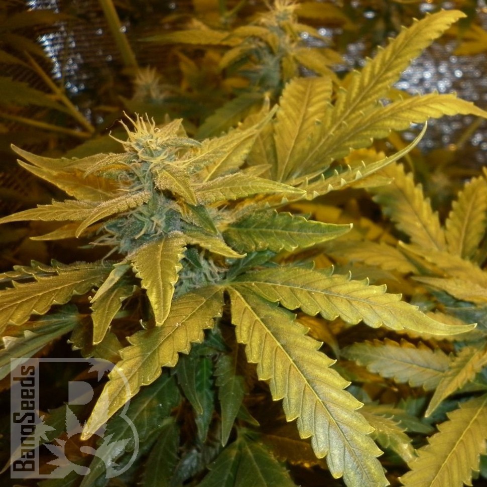 Семена  Auto Maxi GoM feminised Ganja Seeds