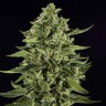 магазин семян конопли купить Auto Skywalker OG feminised Ganja Seeds
