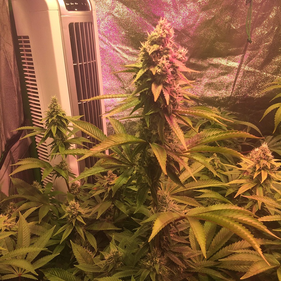 Семена конопли  Lemon Kush regular Ganja Seeds