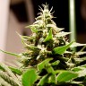 Lennon feminised Ganja Seeds